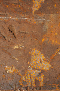 Braaf hondje, Vlissingen #01, NL ©Joeri van Beek